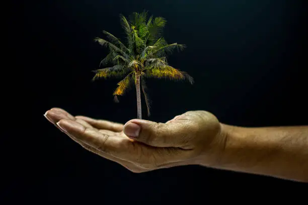 Hand of asia man holding coconut palm tree is environment helping giving or beg concept on black background dark style