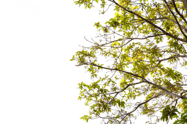 istock fresh green leaves and tree frame on white background. 670454148