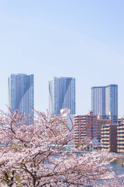 Cherry blossoms in Harumi area and high-rise condominiums in Katsudoki district\n