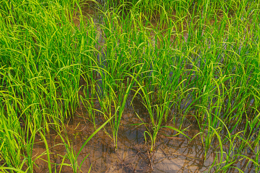 Land planted with green rice