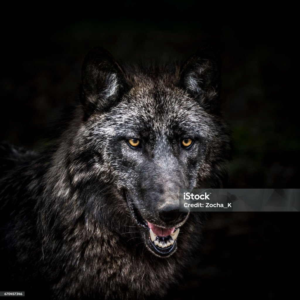 Portrait Of Wolf In Forest Stock Photo - Download Image Now - Wolf, Black  Color, Animal - iStock