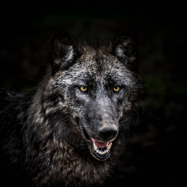 Portrait of wolf in forest Portrait of a gray wolf in the forest. It seems that looking at the camera, but it is completely relaxed, unaware of human presence. wolf snout pictures stock pictures, royalty-free photos & images