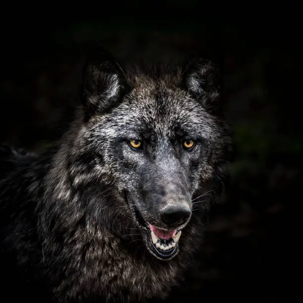 Photo of Portrait of wolf in forest