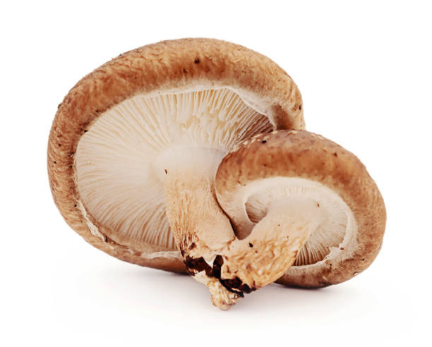 istock Shiitake mushroom on the White background 670457596
