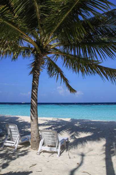 istock Palm tree and sunbeds on the Maldives beach 670460018