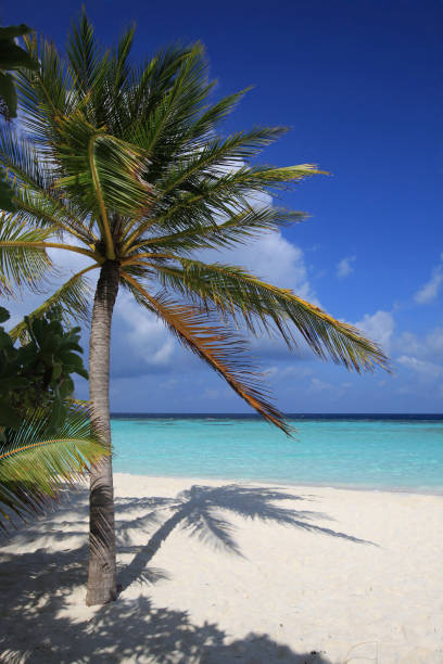 istock Palm tree on the Maldives beach 670460090