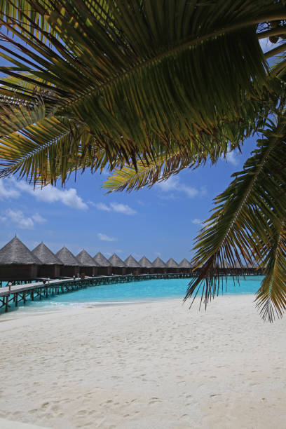 istock Traditional Maldives bungalows and palm tree 670460152