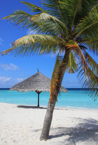 istock Palm tree and straw umbrella on the Maldives beach 670460240