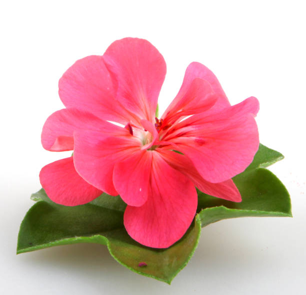 istock Geranium Pelargonium Flowers Isolated On White Background 670460832