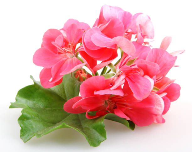 istock Geranium Pelargonium Flowers Isolated On White Background 670460838
