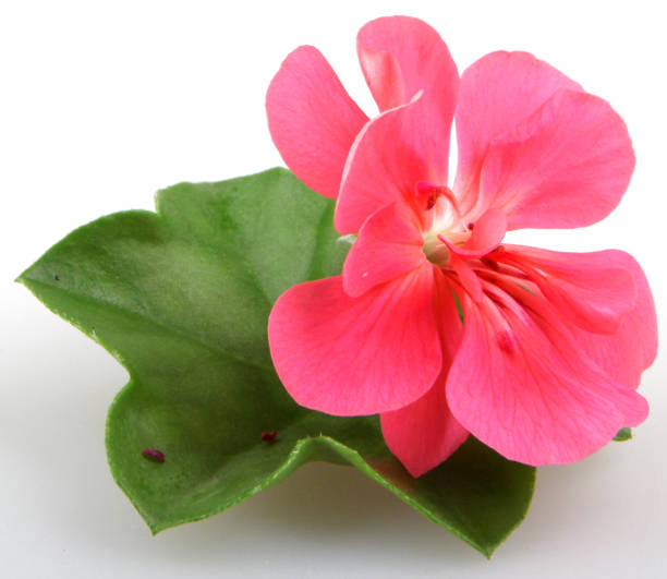 istock Geranium Pelargonium Flowers Isolated On White Background 670460848