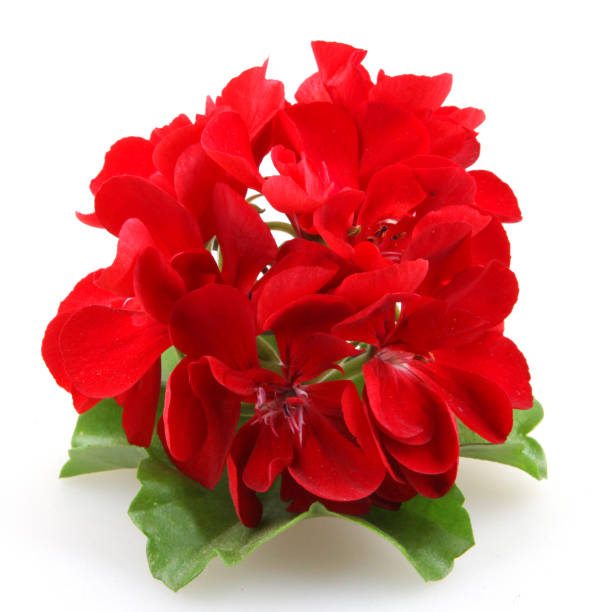 istock Geranium Pelargonium Flowers Isolated On White Background 670460852