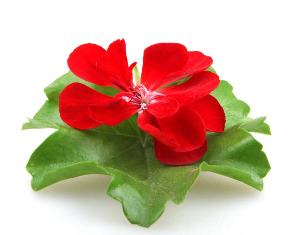 istock Geranium Pelargonium Flowers Isolated On White Background 670460888
