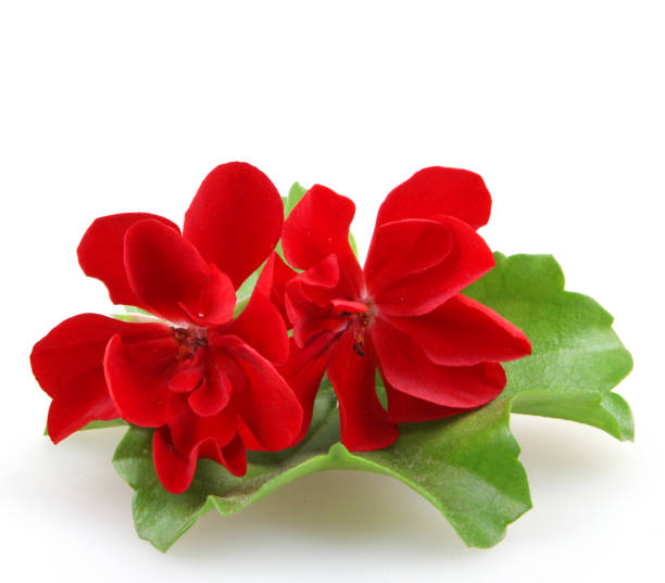 istock Geranium Pelargonium Flowers Isolated On White Background 670460890