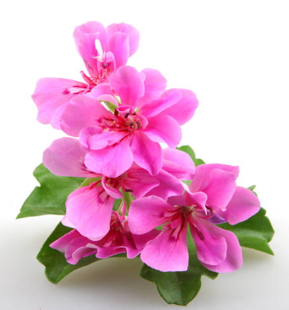 istock Geranium Pelargonium Flowers Isolated On White Background 670460912