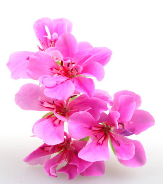 istock Geranium Pelargonium Flowers Isolated On White Background 670460914