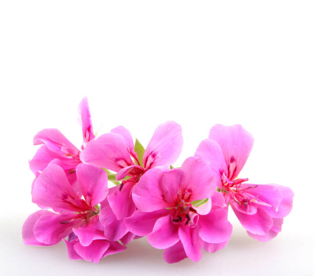 istock Geranium Pelargonium Flowers Isolated On White Background 670460924