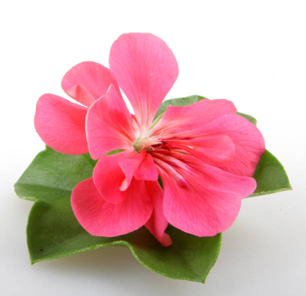 istock Geranium Pelargonium Flowers Isolated On White Background 670460936