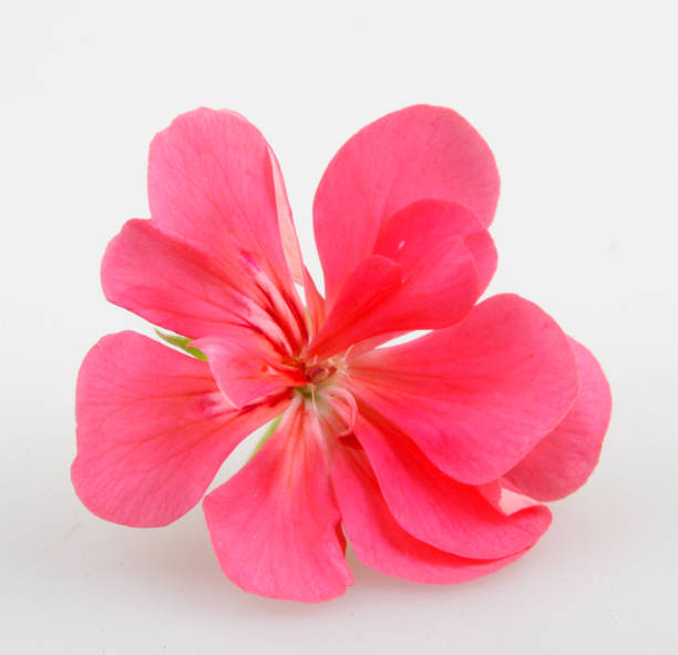istock Geranium Pelargonium Flowers Isolated On White Background 670460946