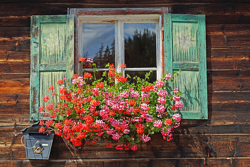 Flower box with geraniums in front of a wooden hut in the Alps