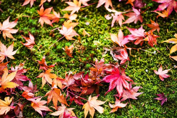 Fallen Maple Leaves on Ginkakuji Garden, Kyoto, Japan