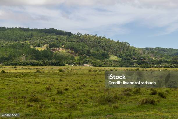 Farm Field And Hill Stock Photo - Download Image Now - Agricultural Field, Animal, Brazil
