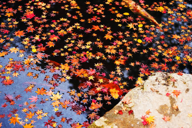 Red big koi fish with autumn red maple leaf floating