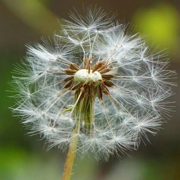 Photo of dandelion with green background