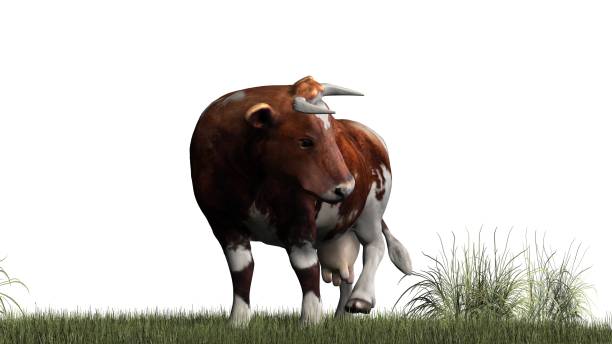 istock Cow - brown white cow on green grass - isolated on white background 670471326