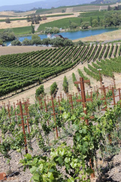 istock Napa Valley, California 670471332