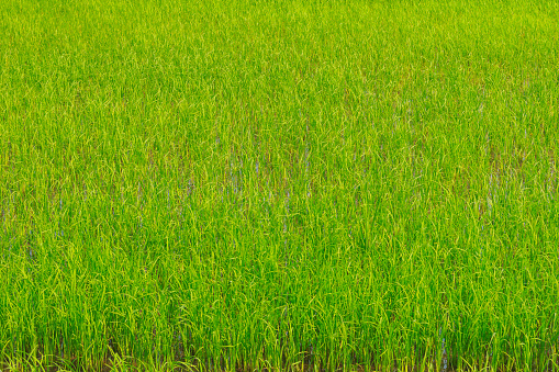 Land planted with green rice