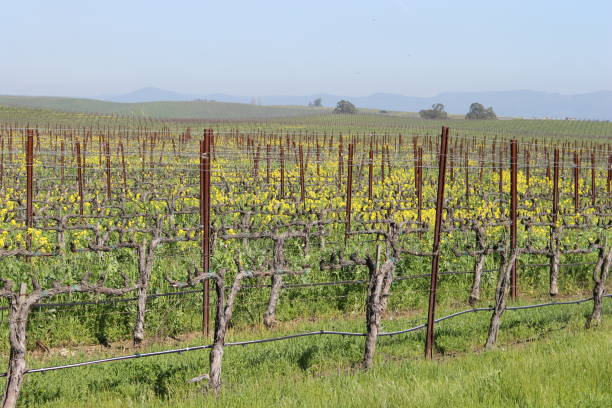 istock Napa Valley, California 670471824