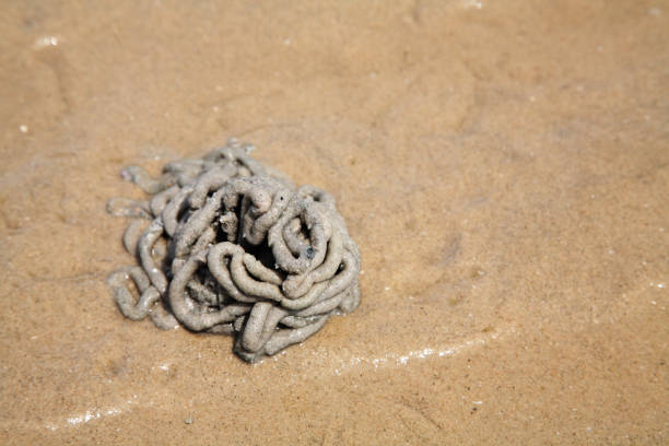 istock Arenicola marina or lug worm cast 670471966