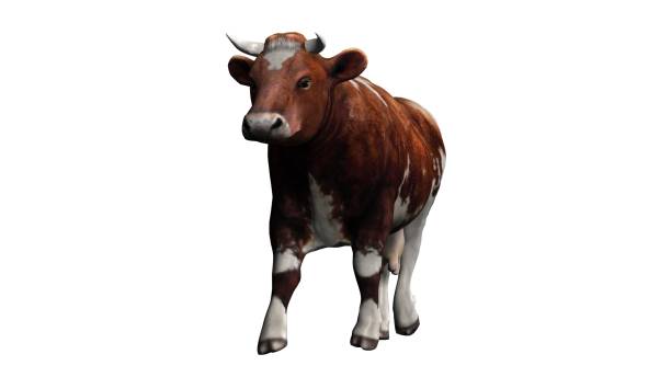 istock Cow - brown white cow isolated on white background 670472112