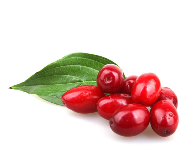 istock Cornelian cherry dogwood isolated on the white 670473226