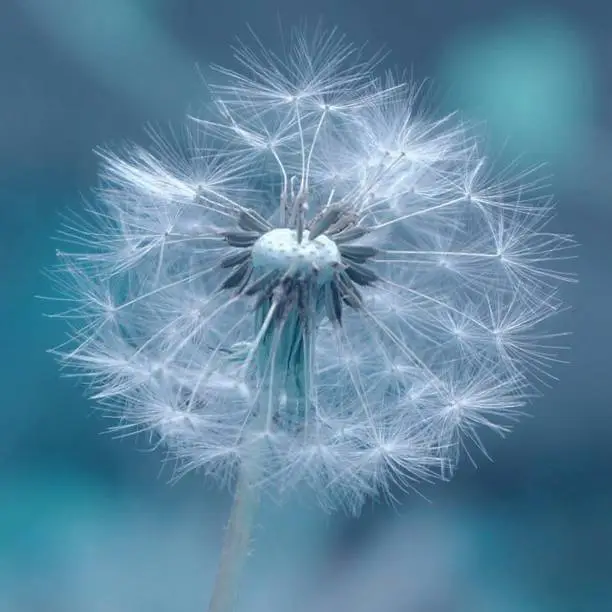 Photo of dandelion with blue background