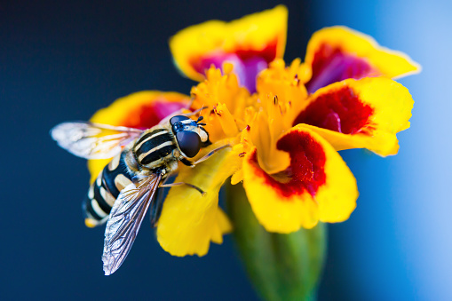 Wasp. Large wasp. Dangerous fly. Striped fly