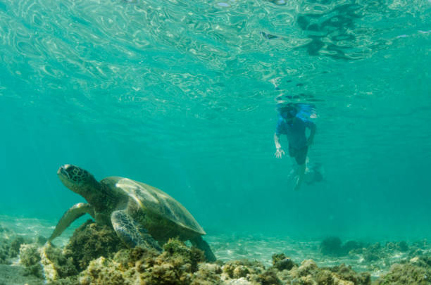 istock child and sea turtle together 670481224