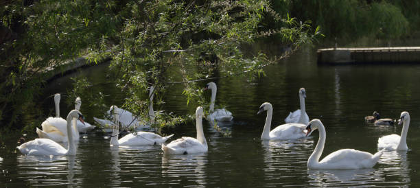 Twelve swans swimming on lake at Wimbledon Park