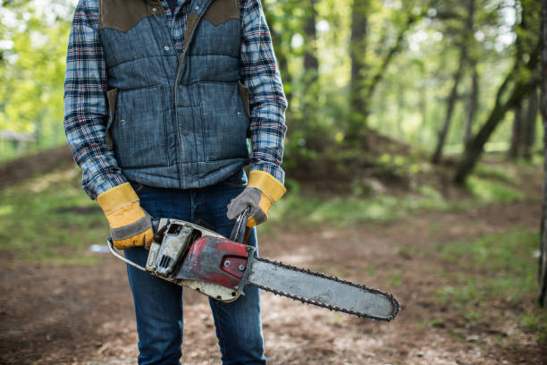 istock Chainsaw,gloves, and lumberjack 670488154