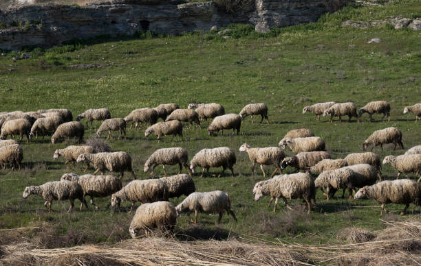 istock Sheeps are grazing at land 670488732