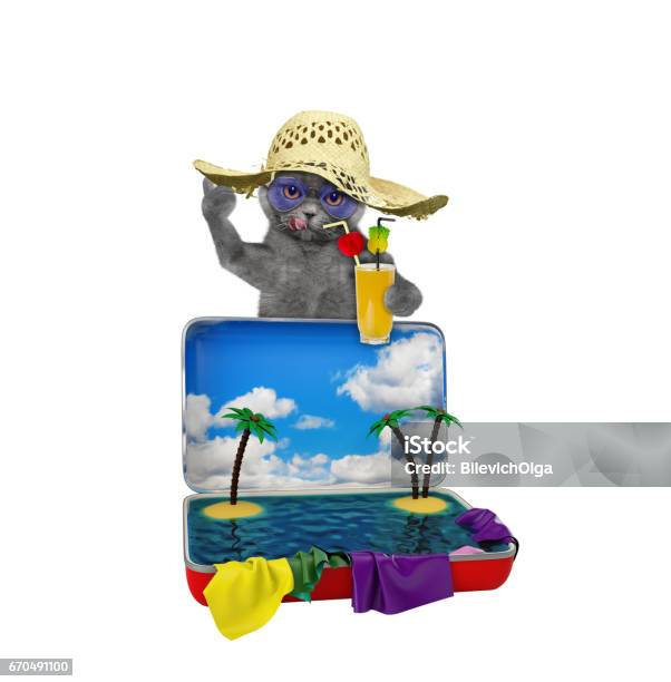 Cat Tourist With Juice And Red Suitcase Stock Photo - Download Image Now - Domestic Cat, Travel, Animal