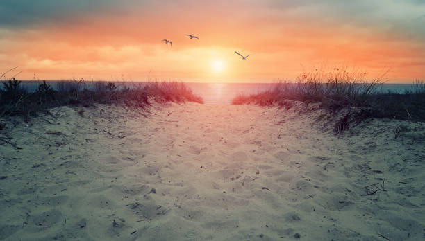 sand dune to ocean - way to beach - in sunset or sunrise - bird footprint imagens e fotografias de stock