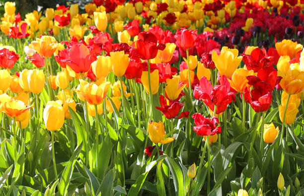 istock field with tulips red and yellow 670491976