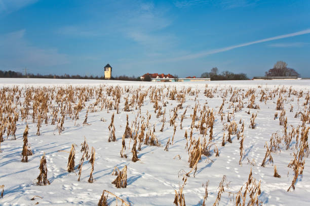 istock acre covered with snow and corn from last harvest 670494376