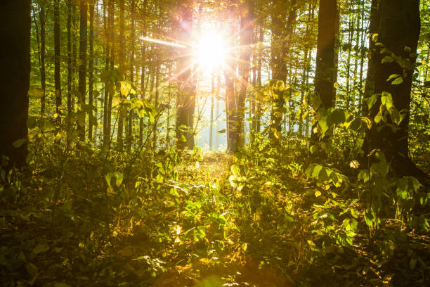 istock Sunrise in autumn forest 670495720