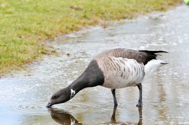 Brent goose drinking from a puddle of water.This migratory bird overwinters in Dublin bay,Ireland,before flying back to Canada. stock photo