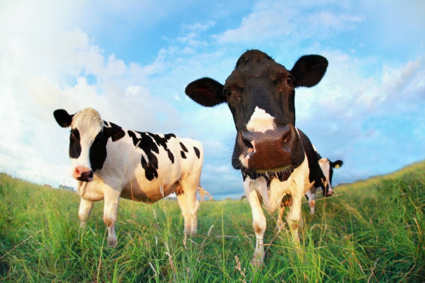 istock ows on pasture over blue sky close up 670499252