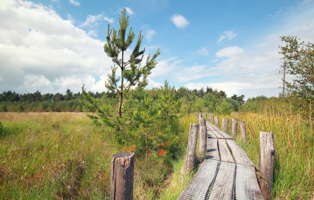 wooden path on marsh in summer sunny day
