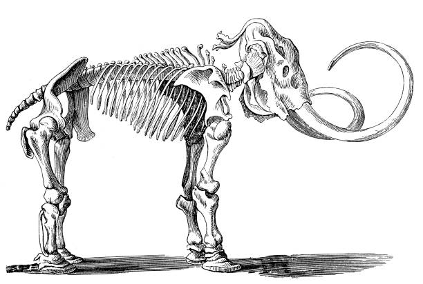 Mammoth skeleton (elephas primigenius) Illustration of a Mammoth skeleton (elephas primigenius) vertebrate stock illustrations